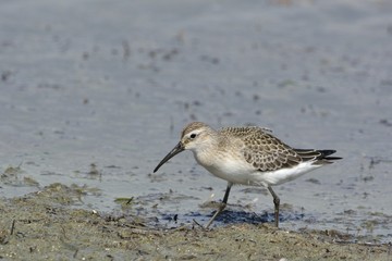 Curlew Sandpiper (Calidris ferruginea), Greece