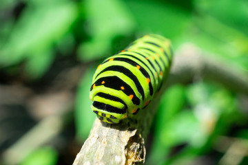 Green caterpillar on lilac leaf