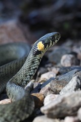 Grass snake, Natrix natrix