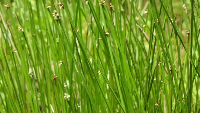 Nature green leaf Schoenoplectus mucronatus, Scripus triangulatus Roxb.