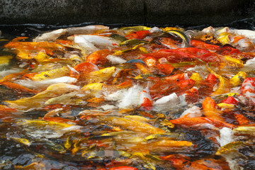 Beautiful fancy carp or koi fish are swimming in the pond