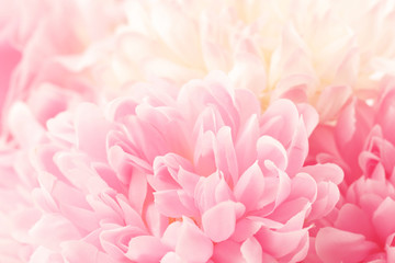Chrysanthemum flowers in soft pastel color and blur style for background