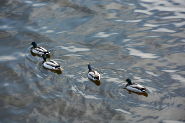 Stockenten, Hintergrund