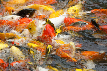 Beautiful fancy carp or koi fish are swimming in the pond