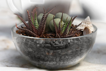 Cactus growing in a glass bowl © Alexander
