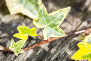 枕木の上のアイビー