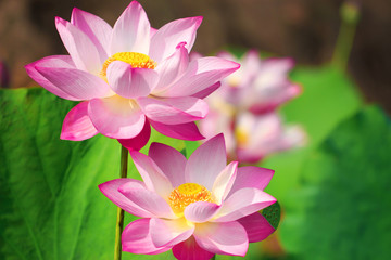 Beautiful pink lotus flower in blooming