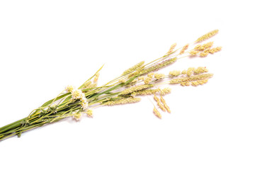 Wildflowers on white background