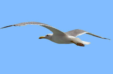 One seagull bird fly in the sky isolated