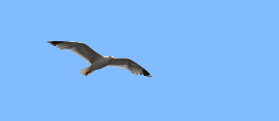 One seagull bird fly in the sky isolated