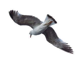 One seagull bird fly in the sky isolated