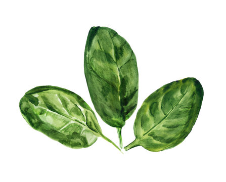 watercolor leaves of spinach
