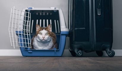 Traveling with a cat - Tabby cat looking anxiously from a pet carrier next to a suitcase.