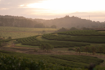 Fototapeta na wymiar landscape of green tea farm in the morning in Thailand