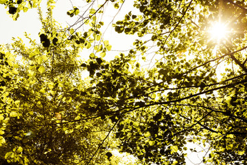 The bright yellow sun shines through the branches of the trees