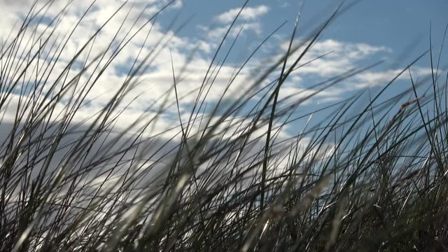 D&uuml;nengras bei starkem Wind, Sandd&uuml;nen, D&uuml;nen