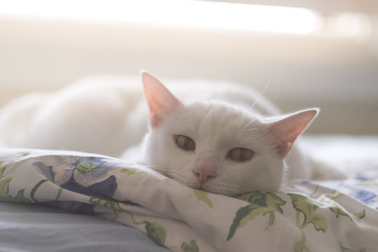 portrait white cat lay down on fluffy bed in room