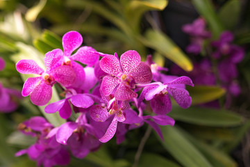 close up top view of wild pink orchid flowers