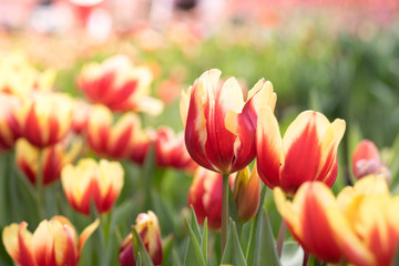 close up red tulip in garden