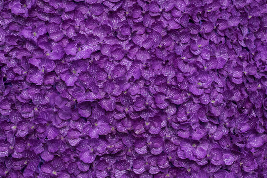 background texture of top view pattern of violet flowers blossom