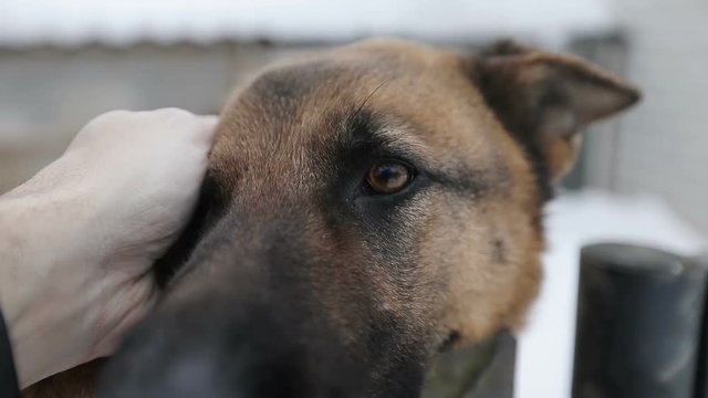 Man's hand stroking the dog's snout.