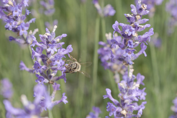 Biene sammelt Nektar im Lavendelfeld