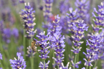 Biene sammelt Nektar im Lavendelfeld