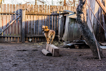 dog