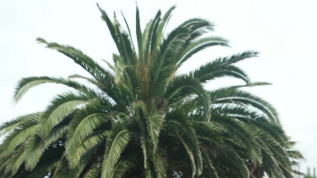 The leaves of the big palm tree swing in the wind