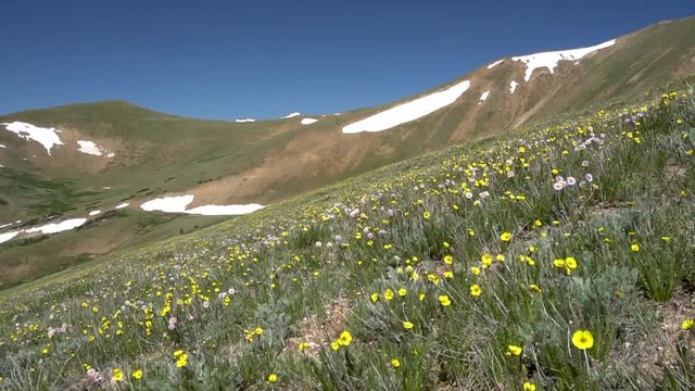Wildflowers and flowers in Colorado Rockies national forest (view 1 of 3)