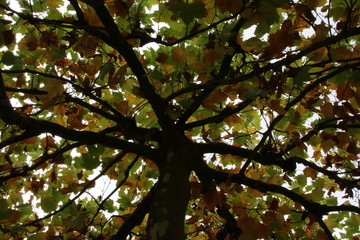 Platane von unten