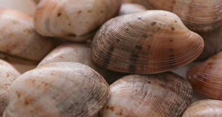 Fresh raw clam