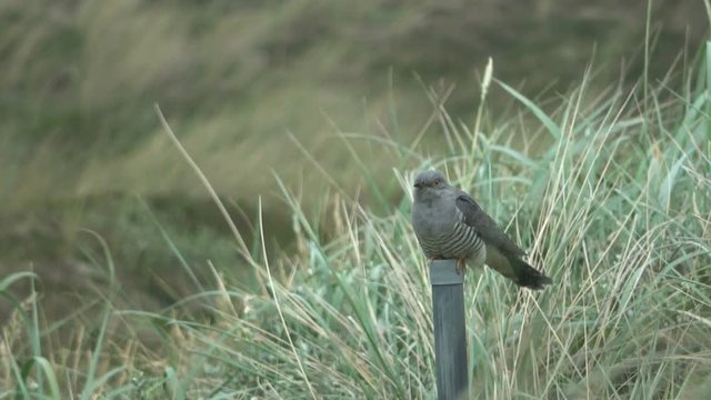 Kuckuck (Cuculus canorus) mit D&uuml;nengras, Kuckuck, 