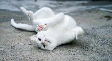 A playful white cat lying on concrete floor
