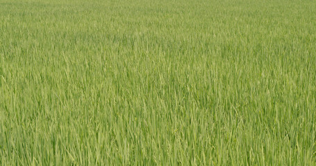 Fresh Paddy rice field and road in Taiwan, Yilan