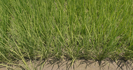 Fresh Paddy rice field