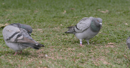 Rock dove on grass