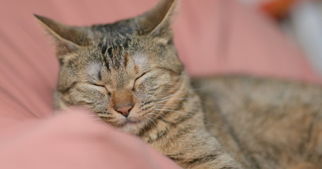 Naklejka premium Cute cat lying on bed and sleeping
