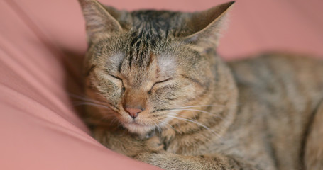 Adorable cat sleeping