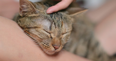 Naklejka premium Pet owner touch on her cat