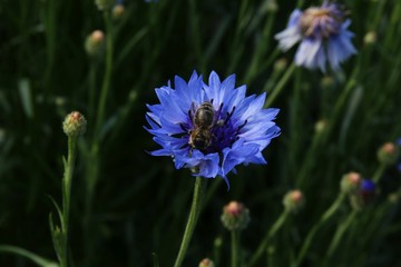 Biene auf Kornblume