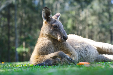 Naklejka na ściany i meble close up half body big kangaroo lies down, have a rest on green grass in park
