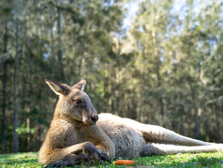 close up half body big kangaroo lies down, have a rest  on green grass in park