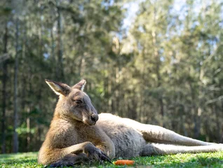 Fotobehang close up half body big kangaroo lies down, have a rest  on green grass in park © Natsicha