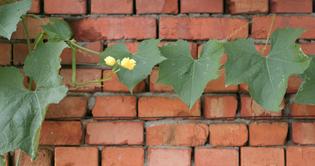 Wax gourd over red brick wall