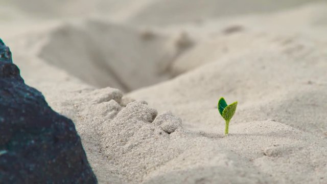 New sprout of green plant growing from sand in sunlight. Close up young sprout og green plant.