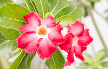 Obraz premium Beautiful red azalea flowers in the garden.