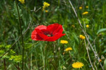 Tuscan spring flower