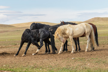 Wild Horses in Summer in Utah