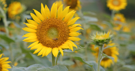 Beautiful sunflower farm